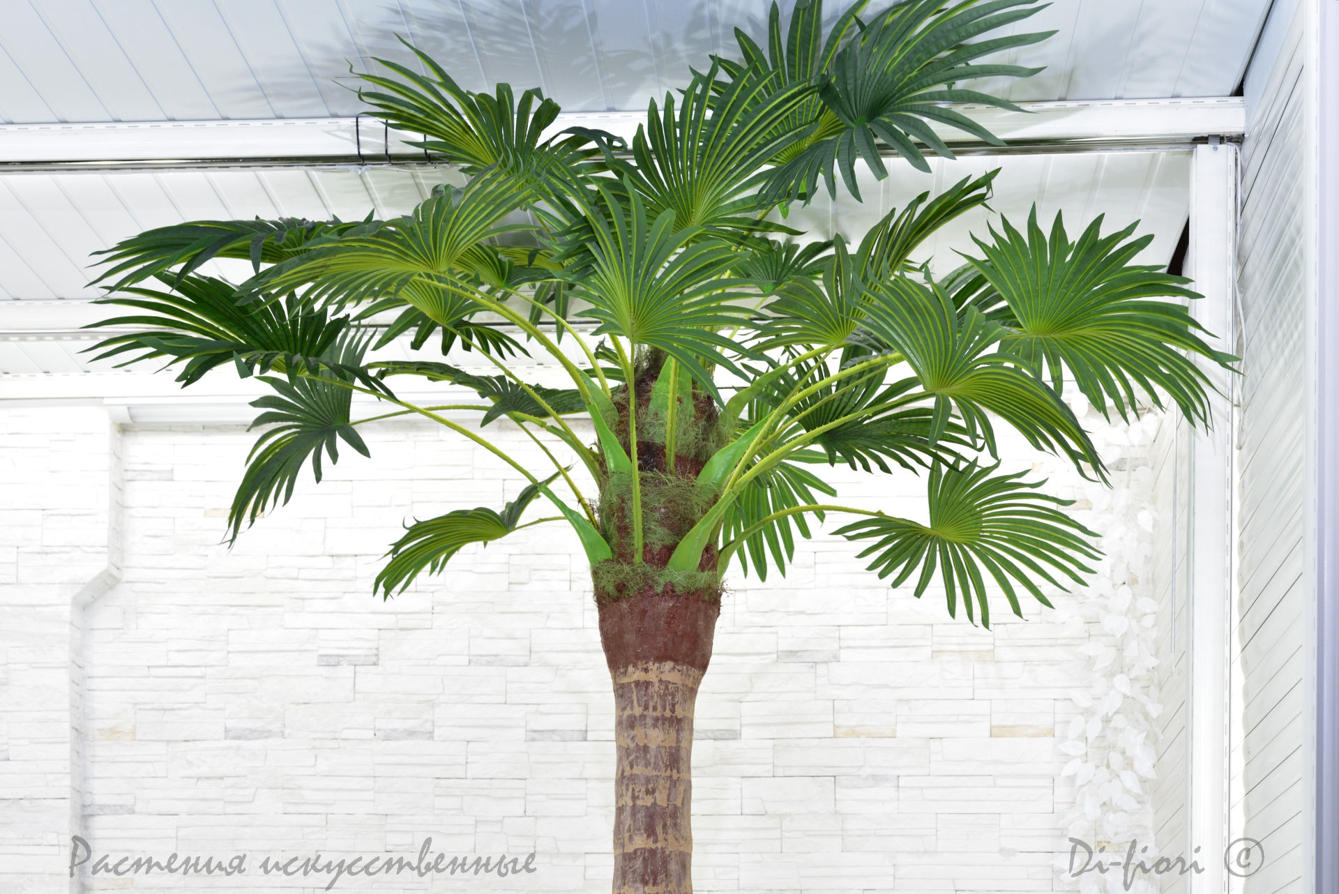 Комнатные пальмы: виды и уход | Новости | интернет-магазин комнатных растений и цветов Мильтония